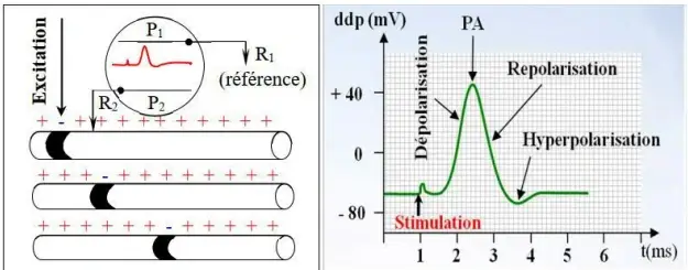 Rôle du muscle squelettique strié dans la conversion de l’énergie